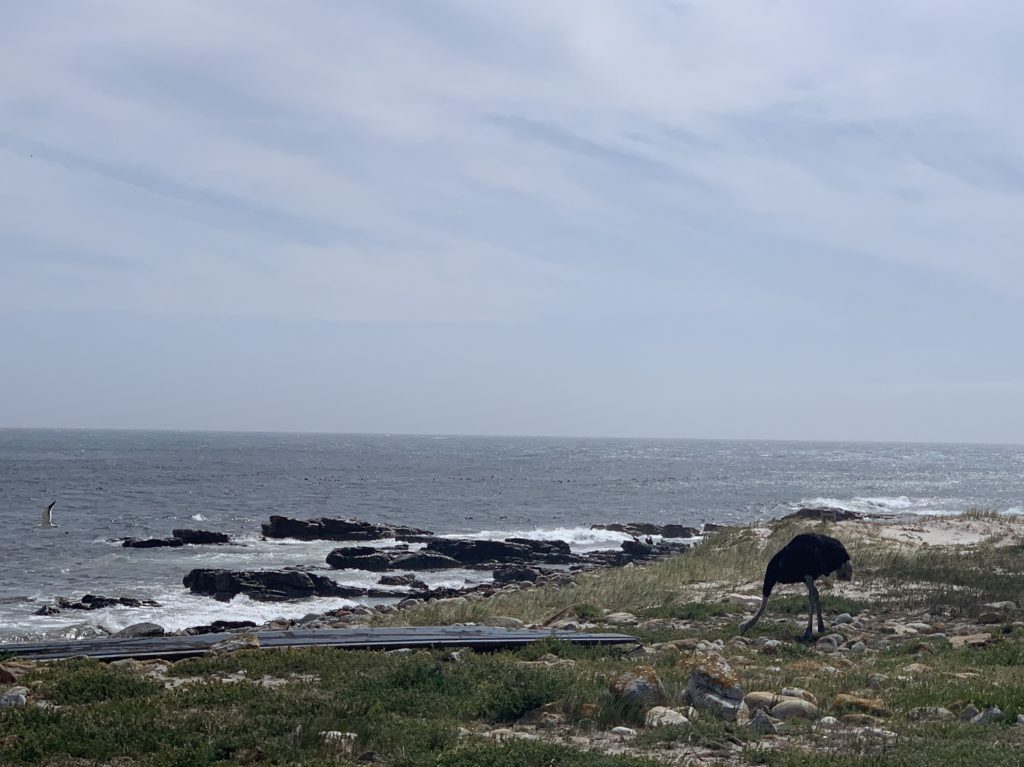 Autruche à Cape Point