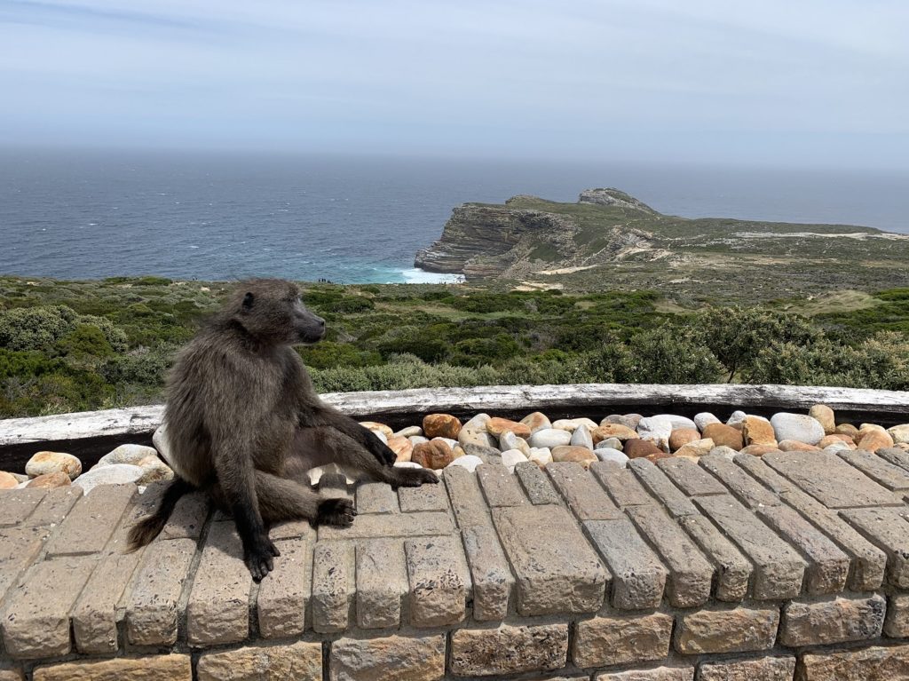 Babouin à Cape Point