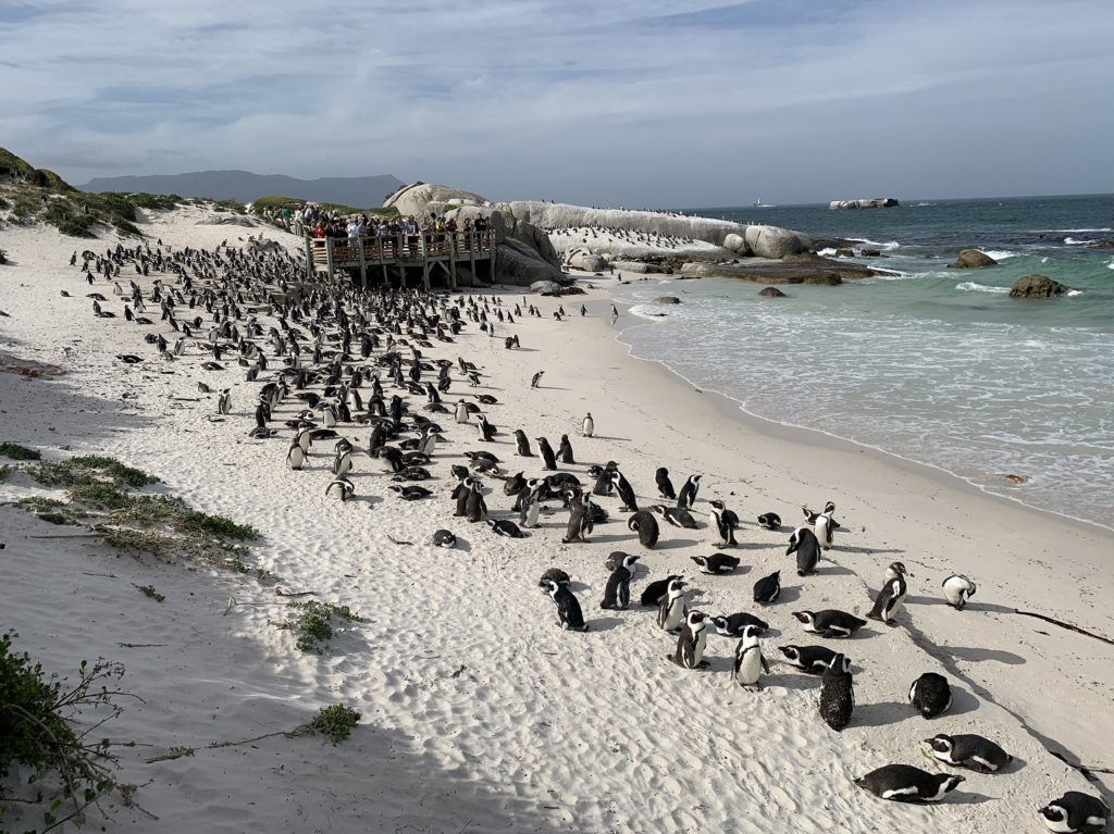 Manchots à Boulders Beach