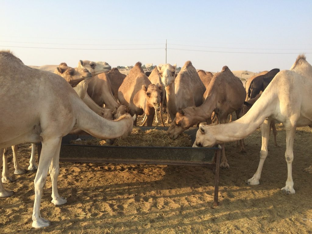 Dromadaires à Abou Dhabi