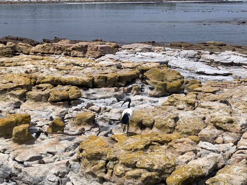 Ibis sacré à Kommetjie