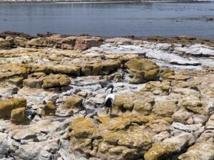 Ibis sacré à Kommetjie