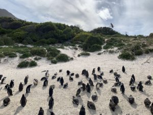 Manchots à Boulders Beach