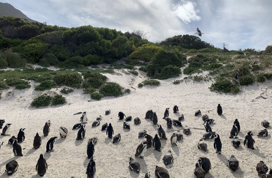 Manchots à Boulders Beach