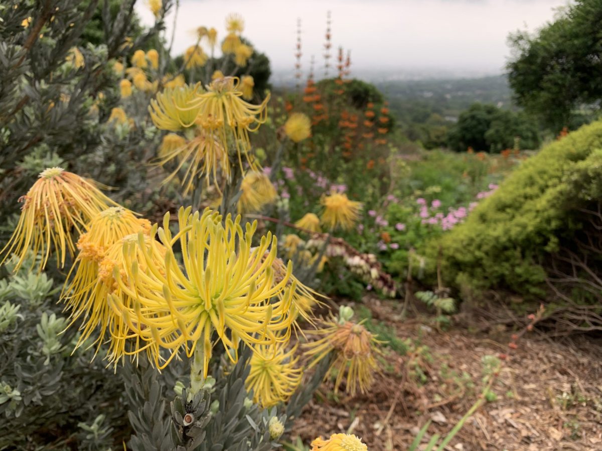 Leucospermum reflexum à Kirstenbosch