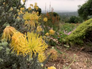 Kirstenbosch, le jardin d’Eden de Cape Town