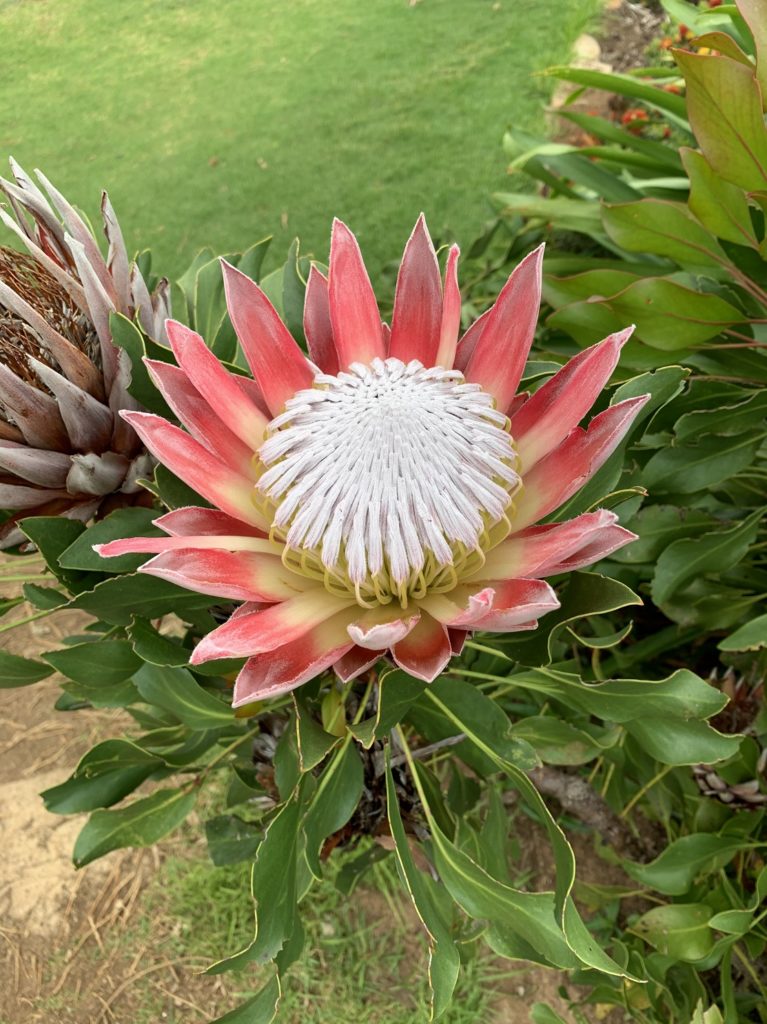 Protée royale à Kirstenbosch