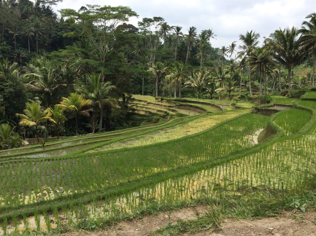 Rizière à Gunung Kawi