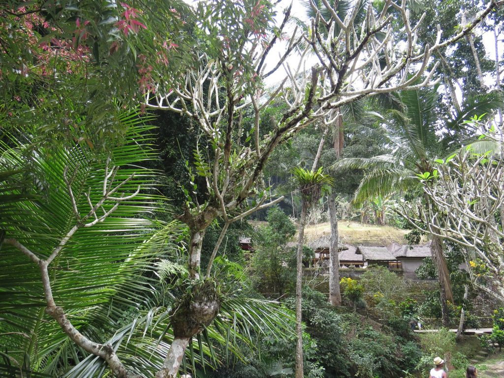 Nature à Gunung Kawi