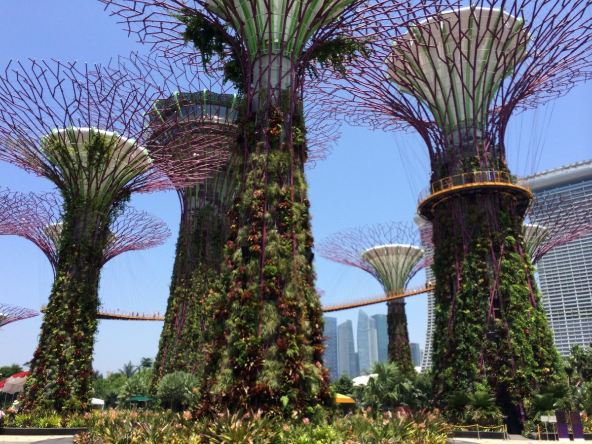 Supertrees à Gardens by the Bay