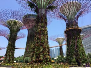 Supertrees à Gardens by the Bay