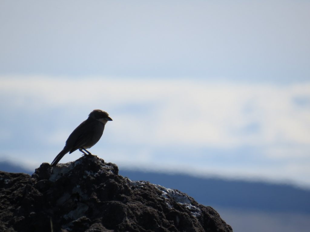 Oiseau à Rapa Nui