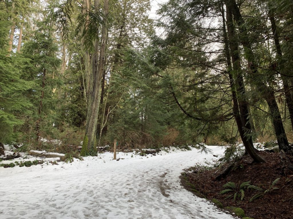 Chemin forestier dans Stanley Park