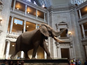 Un éléphant au musée national d'histoire naturelle