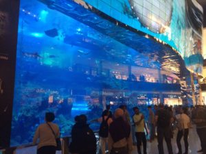 Aquarium de Dubaï au Dubai Mall