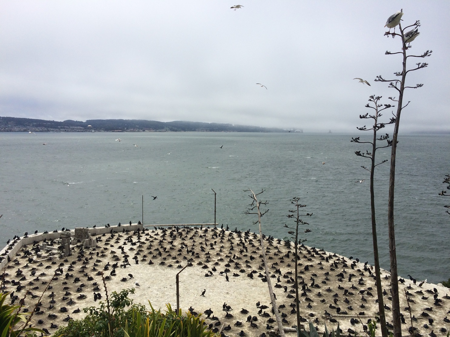 Des cormoraux sur l'île d'Alcatraz
