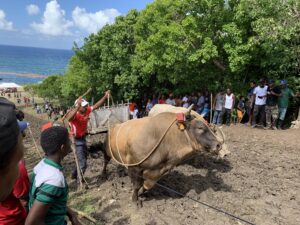 Les bœufs tirants, un tournoi très guadeloupéen