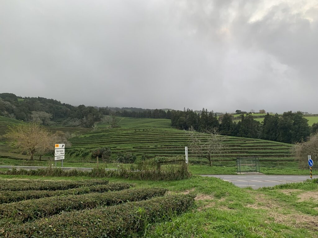 Vue sur les plantations de thé en étage