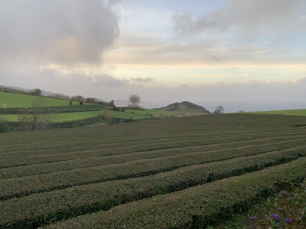 La vue sur les plantations de thé