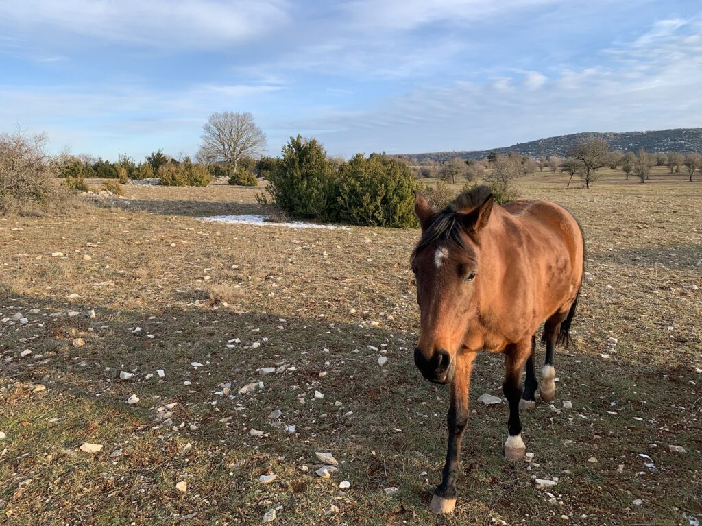 Cheval sur le causse du Larzac