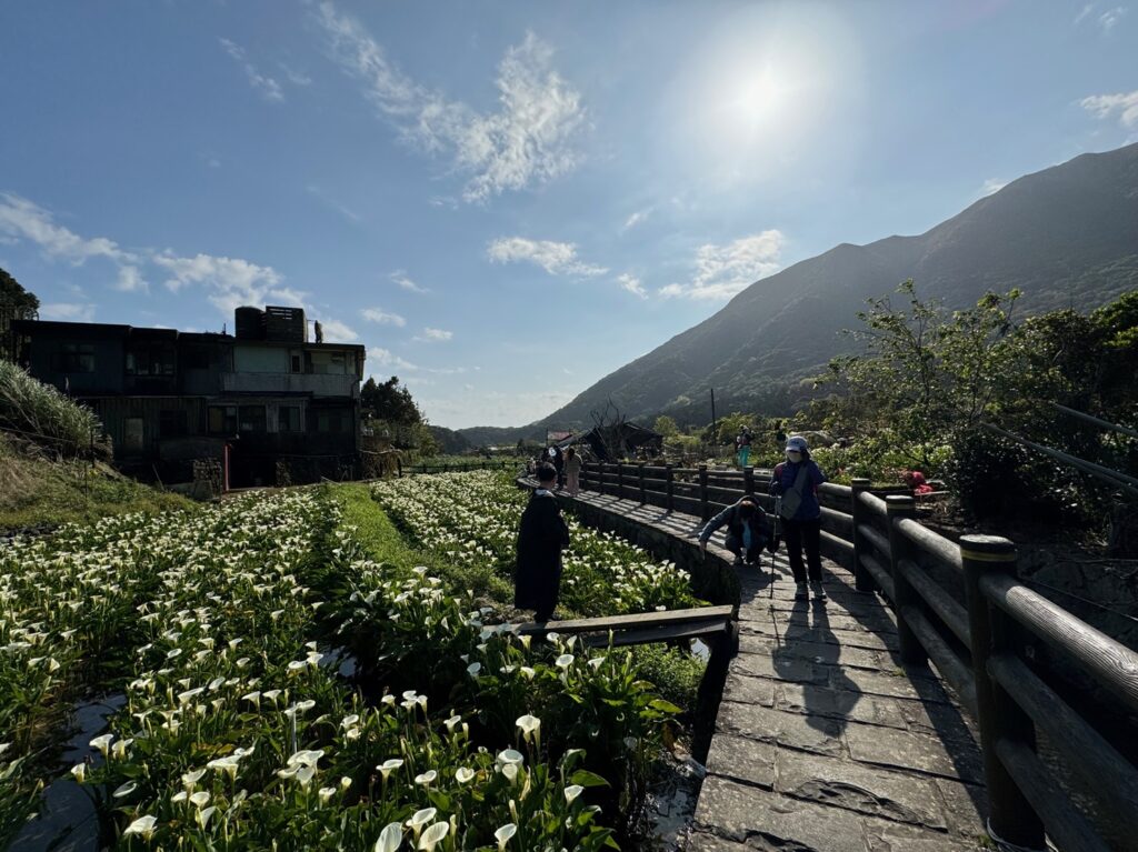 Vue sur les calla lillys de Zhuzihu