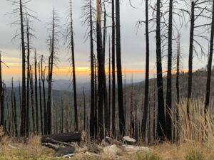 Des arbres incendiés dans le Sequoia National Park