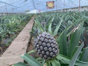 Aux Açores, la culture des ananas