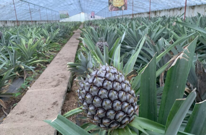Gros plan sur un ananas des Açores
