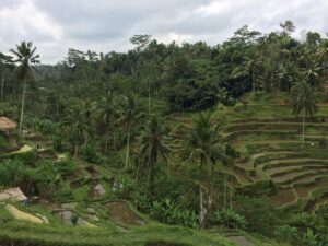 Vue sur les rizières de Tegallalang, à quelques kilomètres de Gunung Kawi