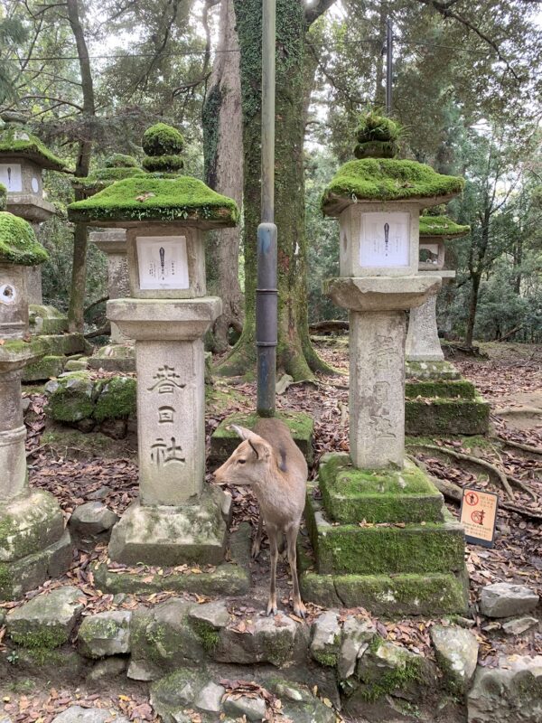 Un faon entre deux lanternes de pierre recouvertes de mousse, dans le sanctuaire shinto de Kasuga-taisha au cœur du parc de Nara