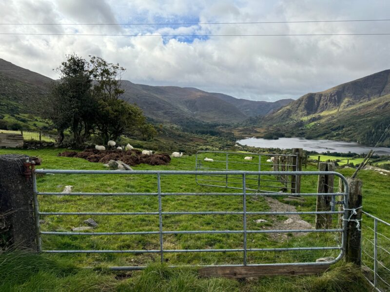 Une prairie avec des moutons le long de Glanmore Lake, sur la Healy Pass Road