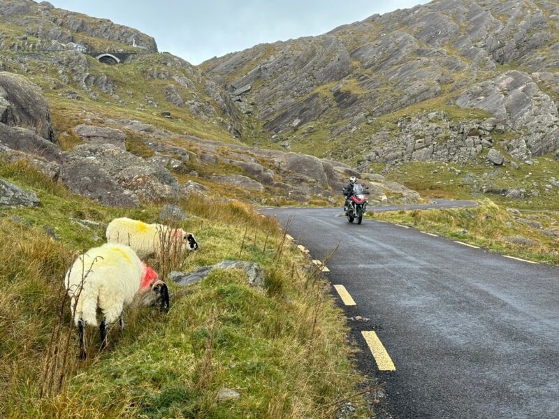 Des moutons et un motard le long de la route du Healy Pass, côté Cork