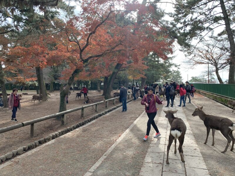 La vue sur les allées du parc de Nara, l'ancienne capitale du Japon, où déambulent en liberté plus de 1300 cervidés qui attirent chaque année de nombreux touristes à Nara