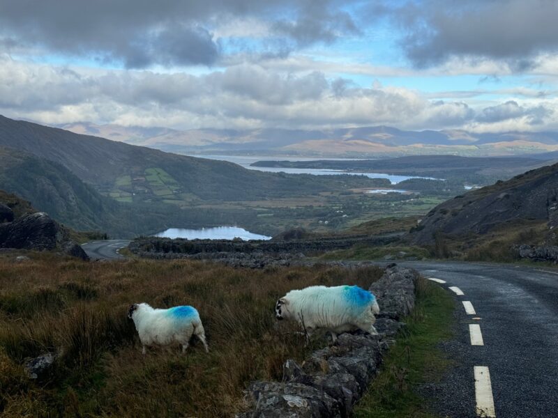 Vue sur deux moutons avec le Glanmore Lake et la baie de Lauragh en arrière-plan