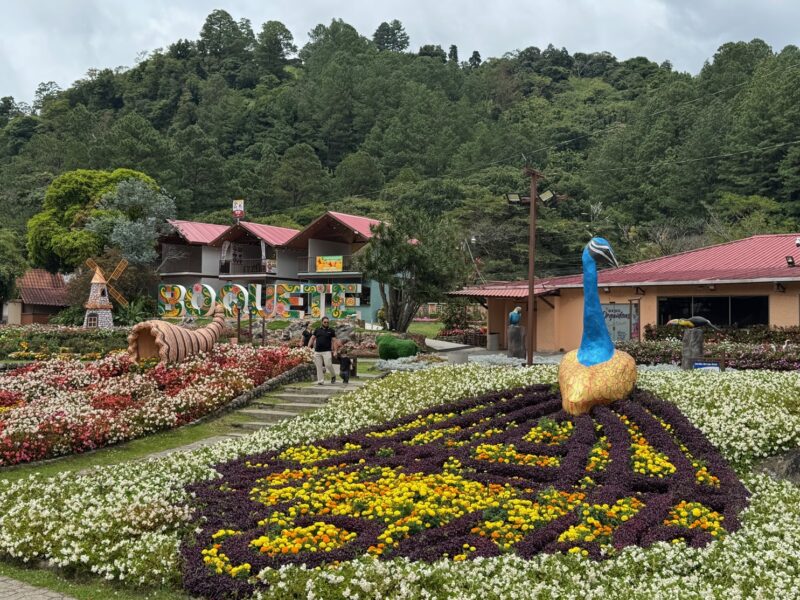Un massif de fleurs à la Feria de las Flores y del Café de Boquete (Panama), représentant la roue d'un paon en fleurs