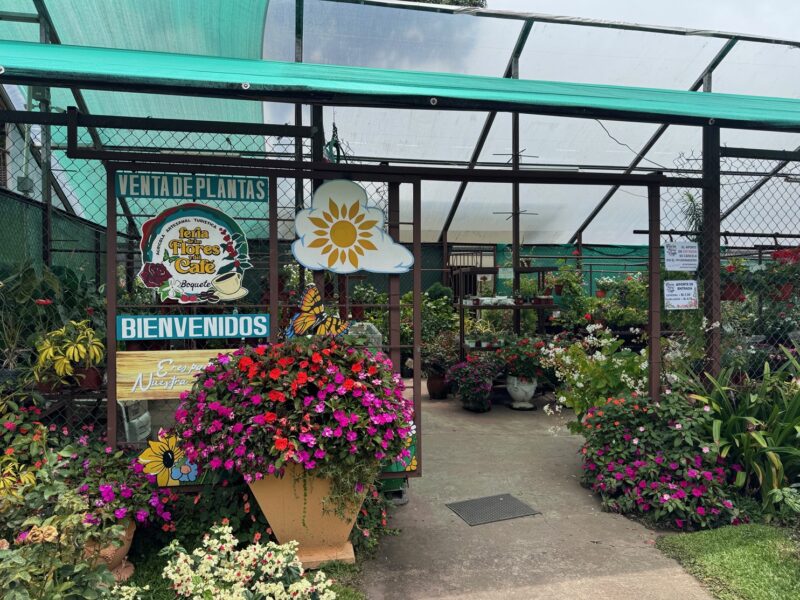 À l'entrée de la Feria, une serre abrite un magasin où acheter toutes sortes de fleurs (moins facile à ramener dans ses valises que le café du Panama !)