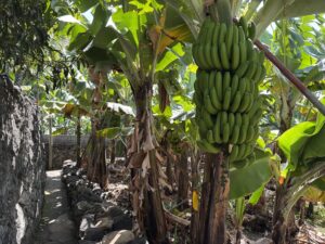 Un régime de bananes, dans une bananeraie de Madalena do Mar (Madère)