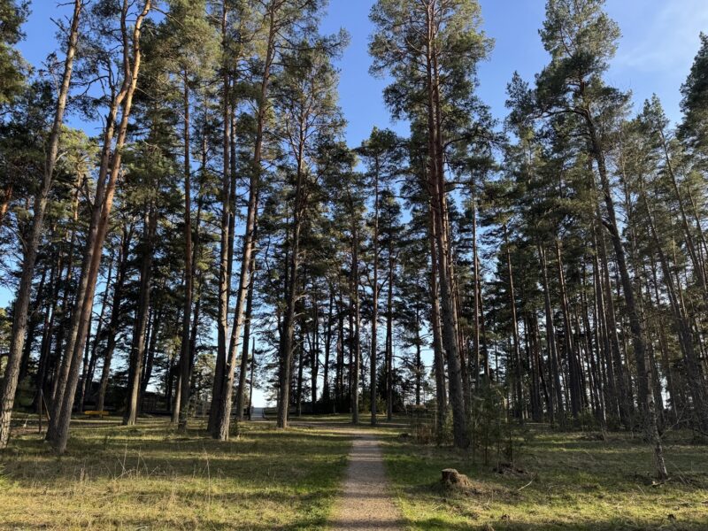 Pour atteindre la plage de Kauksi, il faut d'abord traverser cette forêt typique des paysages estoniens