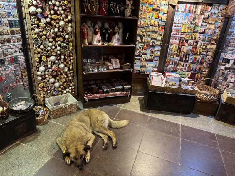 Les chiens errants aussi apprécient le frais du bazar Meidan, sous la place du même nom