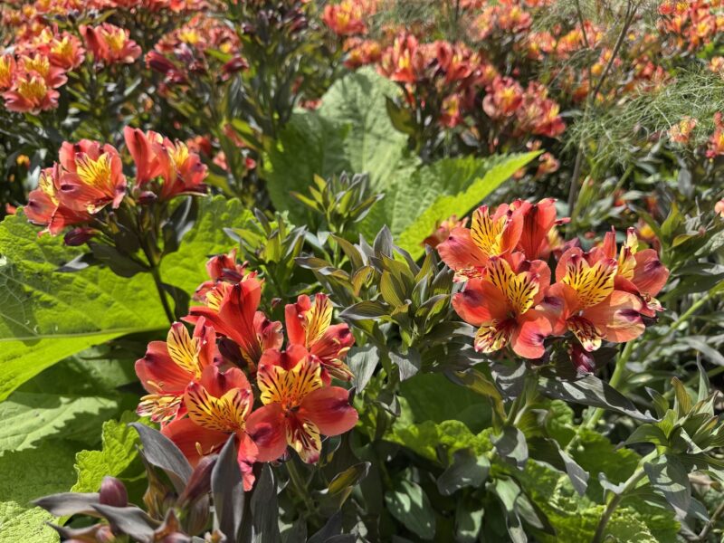 Des parterres en pleine floraison sur la Great Broad Walk Borders, début juillet à Londres