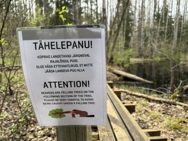 Sur le Beaver Trail, ce panneau vous recommande de faire attention aux chutes d'arbres provoquées par les castors...