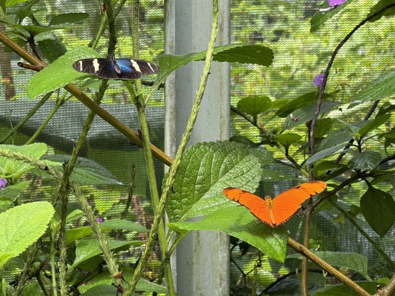 Des papillons observés dans le jardin aux papillons (Butterfly Haven) à El Valle