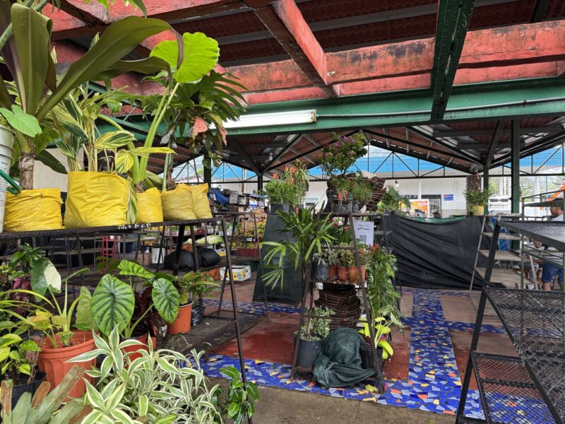 Le stand d'un vendeur de plantes au marché de El Valle de Antón (Panama)