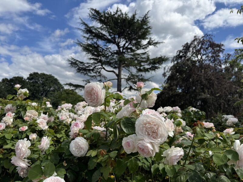 Début juillet, les roses du Rose Garden sont en pleine floraison à Kew Gardens